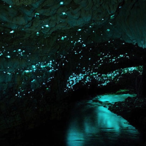 Immerse yourself in amazing biology endemic to New Zealand